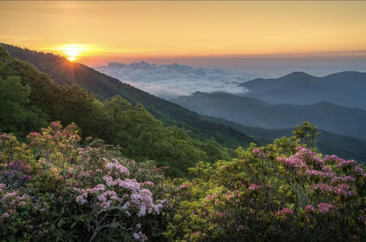 Dogwood Blossom Cottage آشفيل المظهر الخارجي الصورة